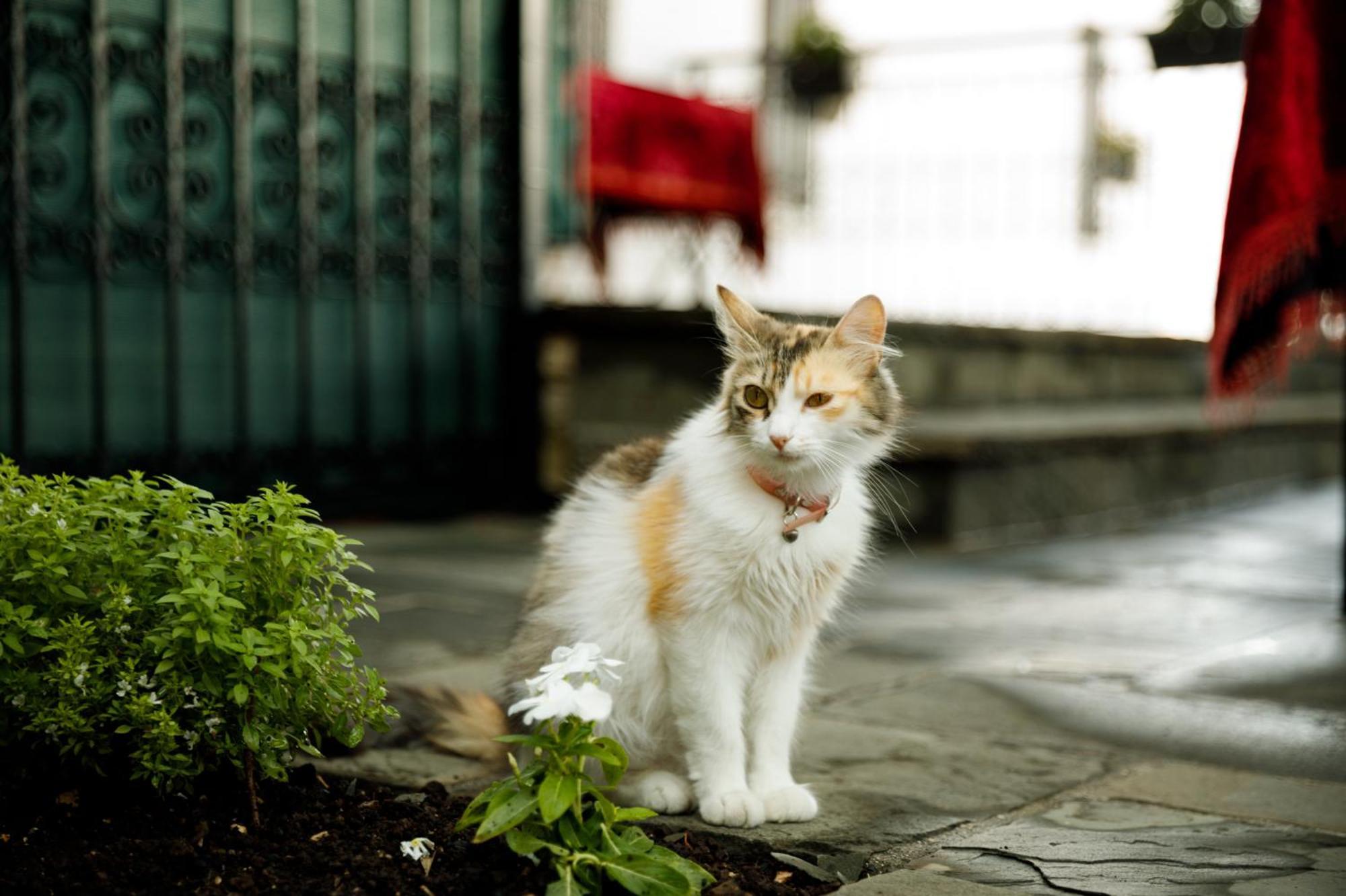 Boutique Hotel Musee Gjirokaster Luaran gambar